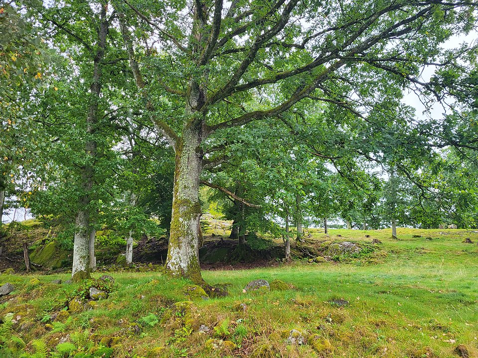 Landskap med stora ekar, enar och stenmurar med omkringliggande naturbetesmark.